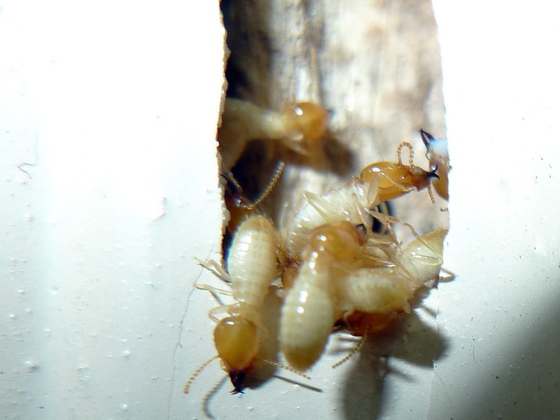 为什么白蚁能“吃”钢筋水泥墙